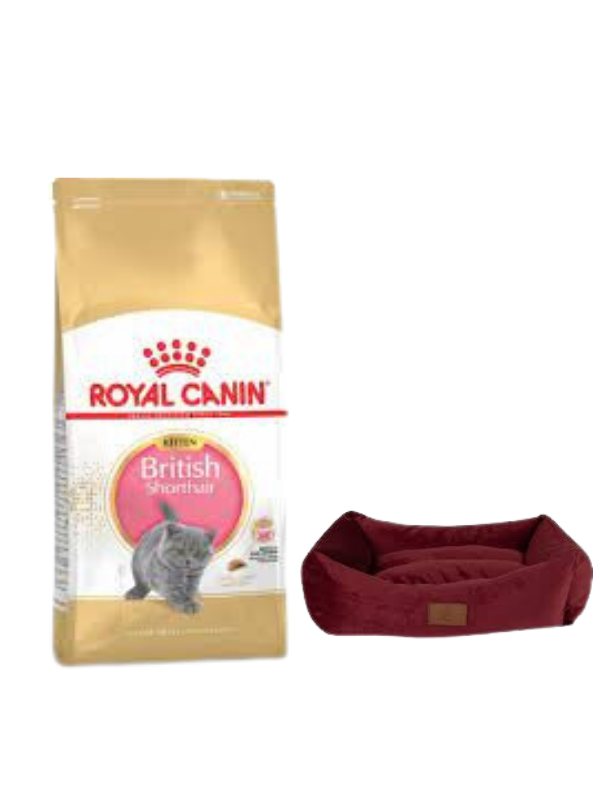 Royal Canin British Shorthair Kitten Yavru Kuru Kedi Maması  2 Kg,Mini Small Bordo Yatak