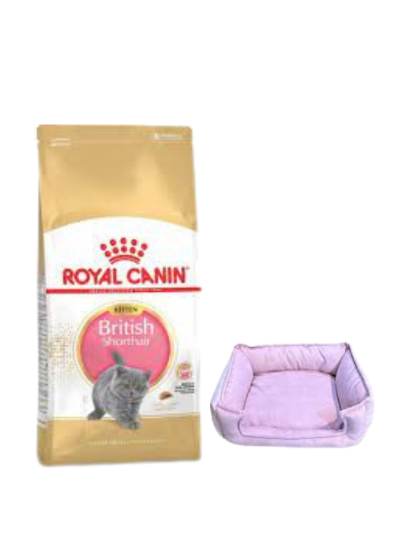 Royal Canin British Shorthair Kitten Yavru Kuru Kedi Maması  2 Kg,Mini Small Mor Yatak