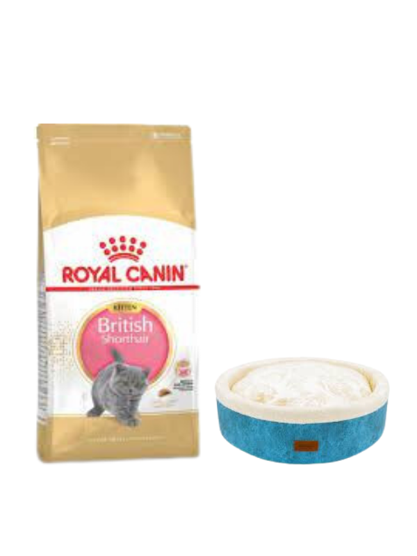 Royal Canin British Shorthair Kitten Yavru Kuru Kedi Maması  2 Kg,Mavi Mia Donut Yatak